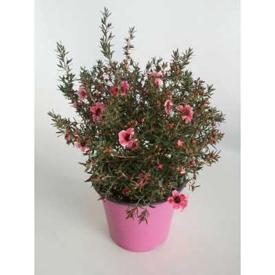 40pz Pianta Leptospermum - Cespugli 40pz Pianta Leptospermum - Cespugli
