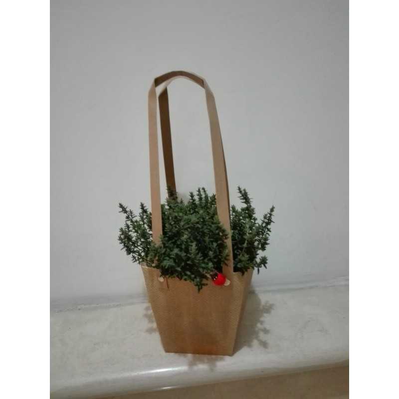 Pianta Aromatica Regalo Pianta Aromatica Regalo