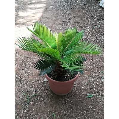 Pianta Cycas Revoluta - Palmizi