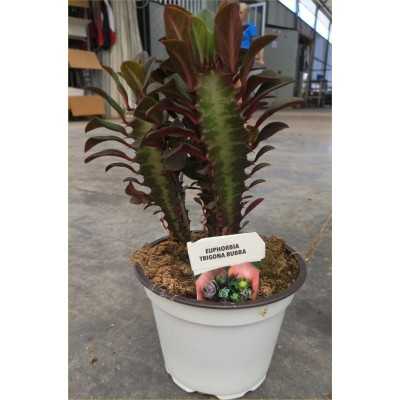 Pianta Euphorbia Trigona Rubra - Piante grasse e succulente