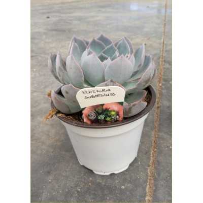 Pianta Echeveria Subsessilis - Piante grasse e succulente