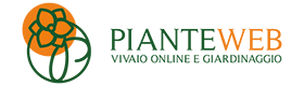 PianteWeb - Vendita Piante Online